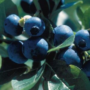 Kännasmustikas 'Polaris' UUS!