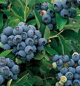 Kännasmustikas 'Sierra' UUS!