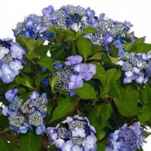 Hydrangea m. Endless Summer 'Twist-n-Shout' Blue UUS!