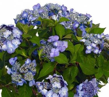 Hydrangea m. Endless Summer 'Twist-n-Shout' Blue UUS!