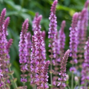 Salvia nemorosa 'Amethyst'