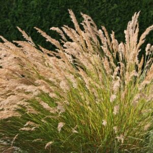 Achnatherum calamagrostis / Stipa calamagrostis