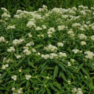 Asclepias incarnata 'Ice Ballet'