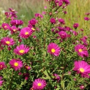 Aster novi-belgii / Symphyotrichum novi-belgii 'Crimson Brocade'