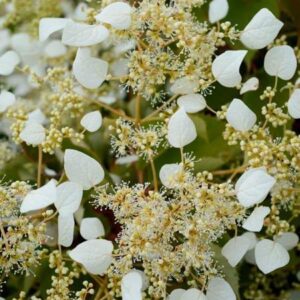 Schizophragma hydrangeoides 'Snow Sensation'