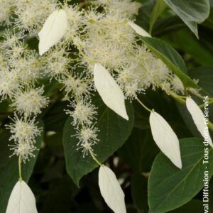 Schizophragma integrifolia var. fauriei 'Windmill'