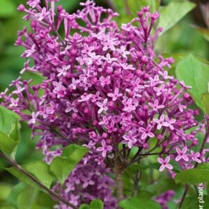 Syringa bloomerang 'Dark Purple'