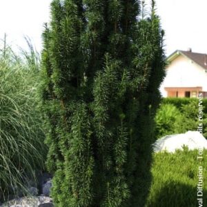Taxus baccata 'Fastigiata Robusta'