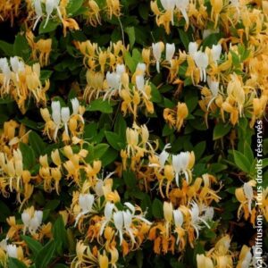 Lonicera japonica 'Halliana'