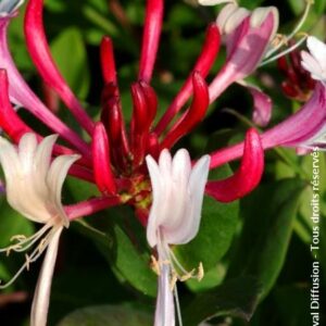 Lonicera japonica var. chinensis