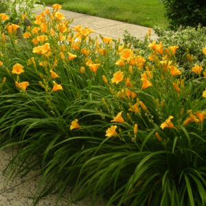 Hemerocallis 'Stella de Oro'; päevaliilia 'Stella de Oro'
