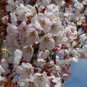 Prunus hillieri 'Spire'