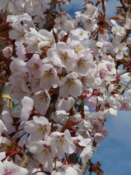 Prunus hillieri 'Spire'
