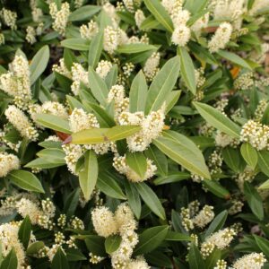 Prunus laurocerasus 'Otto Luyken'