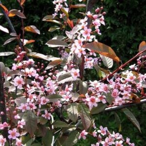 Prunus padus 'Colorata'