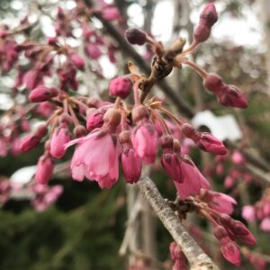 Prunus subhirtella 'Pendula Rubra'