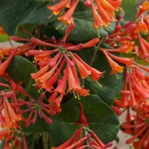 Lonicera brownii 'Dropmore Scarlet'