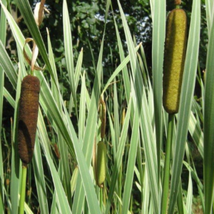 Typha latifolia 'Variegata'