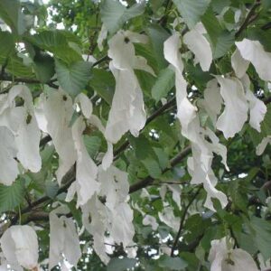 Davidia involucrata