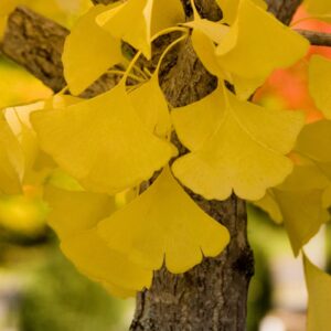 Ginkgo biloba 'Autumn Gold'