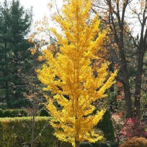 Ginkgo biloba 'Fastigiata'
