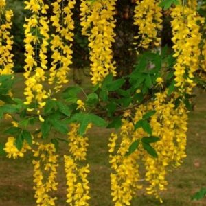 Laburnum anagyroides
