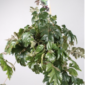 Cissus rhombifolia 'Ellen Danica'
