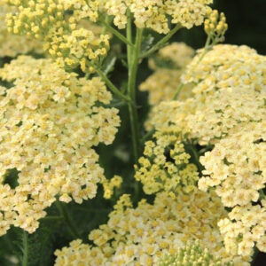 Achillea millefolium 'Rainbow Creme de la Creme'