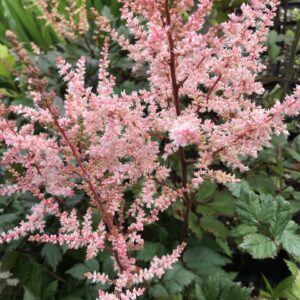 Astilbe chinensis 'Spotlight'