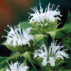 Monarda didyma 'Bee Bright'; aedmonarda 'Bee Bright'