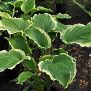 Hosta 'Spring Fling': hosta 'Spring Fling'