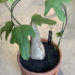 Adenia viridiflora UUS!