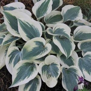 Hosta 'Blue Ivory'
