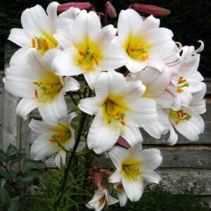 Lilium 'White Planet'