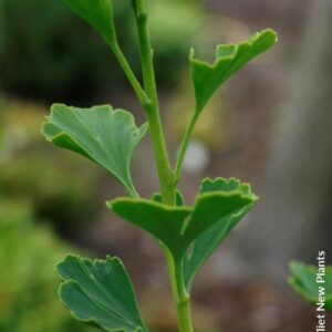 Ginkgo biloba 'Menhir'