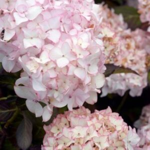 Hydrangea macrophylla 'Dolce France'