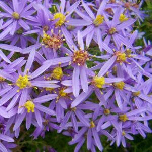 Aster sedifolius / Galatella sedifolia 'Nanus'; kibe stepiaster 'Nanus'