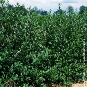Ligustrum vulgare 'Atrovirens Select'