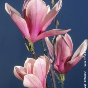 Magnolia 'Heaven Scent'