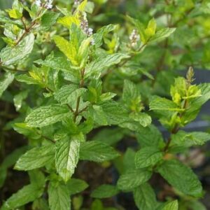 Mentha 'Mojito'; münt 'Mojito