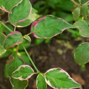 Cornus alternifolia 'Pinky Spot' UUS!