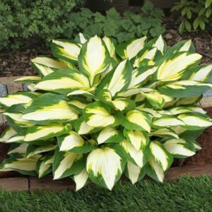 Hosta 'Color Festival'; hosta 'Color Festival'