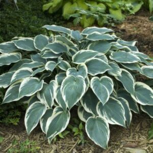 Hosta 'El Nino'; hosta 'El Nino'