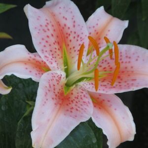 Lilium 'Salmon Star'