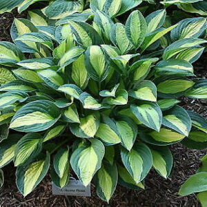 Hosta 'Gypsy Rose'; hosta 'Gypsy Rose'