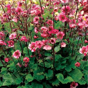 Geum 'Tempo Rose'; mõõl 'Tempo Rose'