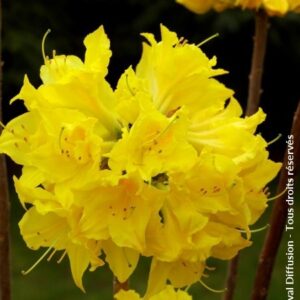 Azalea mollis 'Lingot d'Or'