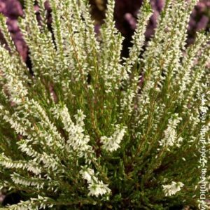 Calluna vulgaris 'Melanie'