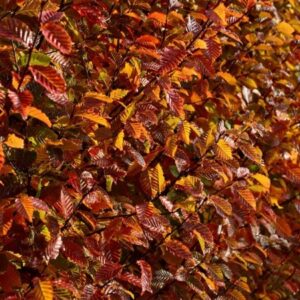 Carpinus betulus 'Orange Retz'