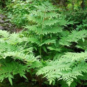 Osmunda japonica; Jaapani osmunda